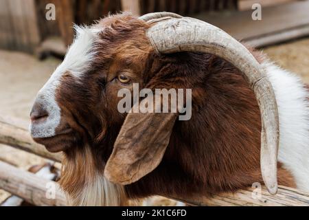 Capra maschio Boer molto premiato in Brasile. Il Boer è una razza sviluppata in Sudafrica Foto Stock