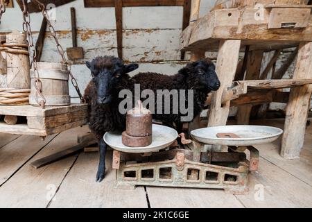Pecora Ouessant nera - una delle razze più piccole di pecora nel mondo. Foto Stock
