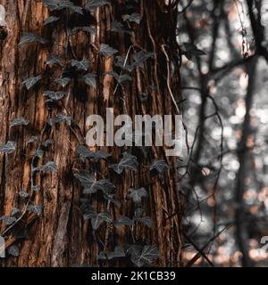 Una stalla verticale di pianta di edera che striscio su un albero Foto Stock