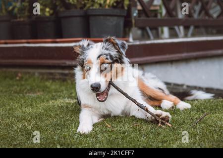 Cucciolo australiano del pastore con gli occhi stracciati sdraiati in giardino masticando su un ramoscello e sorridendo felicemente. Amore per un animale domestico. Foto Stock