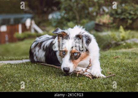 Cucciolo australiano del pastore con gli occhi stracciati sdraiati in giardino masticando su un ramoscello e sorridendo felicemente. Amore per un animale domestico. Foto Stock