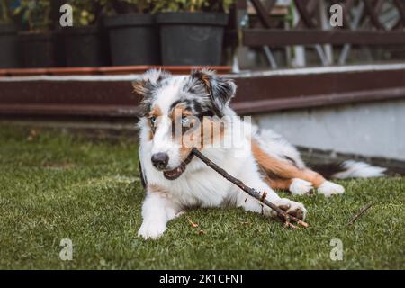 Cucciolo australiano del pastore con gli occhi stracciati sdraiati in giardino masticando su un ramoscello e sorridendo felicemente. Amore per un animale domestico. Foto Stock