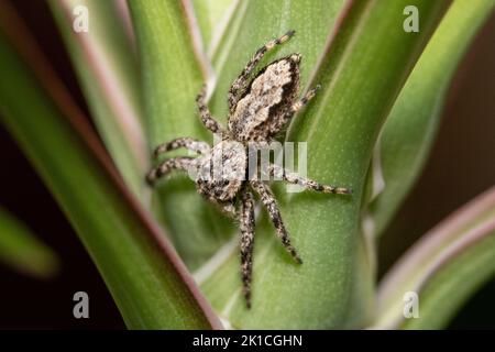 Un primo piano di un ragno che salta su una foglia di pianta verde Foto Stock