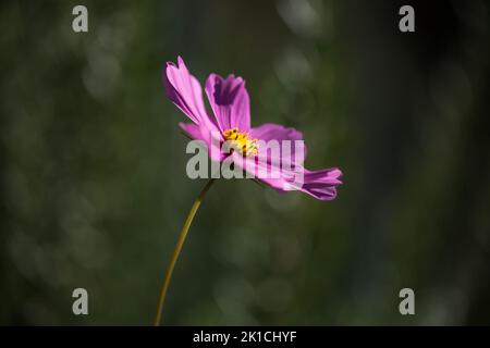 Primo piano di un delizioso e tenero fiore di viola in luce mistica. La prospettiva verticale dà un umore melanconico. Foto Stock