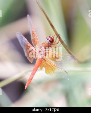 Flame (firecracker) Skimmer arroccato sull'erba d'acqua. Foothills Park, Contea di Santa Clara, California, Stati Uniti. Foto Stock