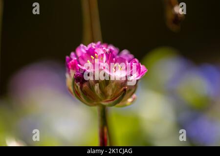 Primo piano di un delizioso e tenero fiore rosa verticale a luce mistica. Foto Stock