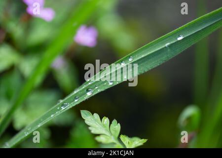 Primo piano di gocce d'acqua su un filo d'erba. Foto Stock