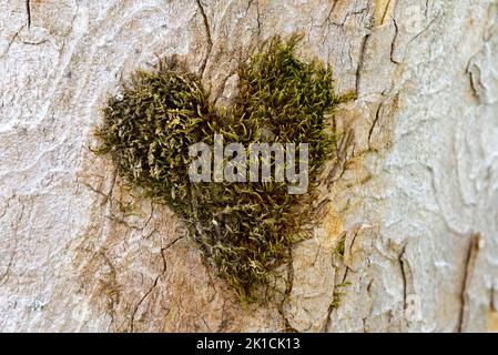 Cuscino muschio a forma di cuore sul tronco di un acero di Sycamore (Acer pseudoplatanus), Oberstdorf, Allgaeu, Allgaeu Alps, Baviera, Germania Foto Stock