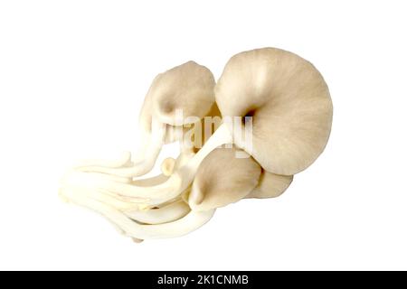 Proteina di funghi freschi di ostriche, isolato su uno sfondo bianco. Foto Stock