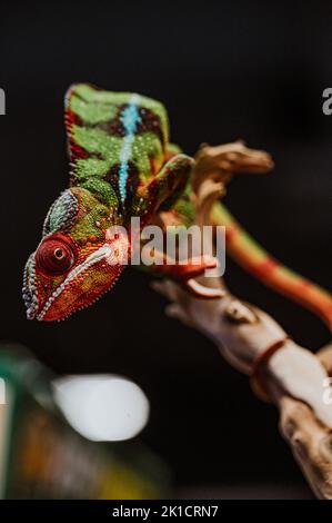 Un focus selettivo di un giovane camaleonte colorato sul ramo in terrario su sfondo scuro Foto Stock