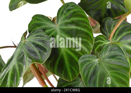 Foglia di velluto di pianta tropicale 'Philodendron verrucosum' su sfondo bianco Foto Stock