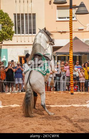 Uomo che esegue lo spettacolo di equitazione dressage spagnolo, durante la giornata annuale del cavallo. Fuengirola, Andalusia, Costa del Sol, Spagna. Foto Stock