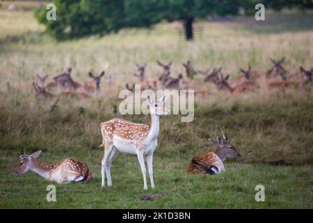 Daini, (Dama Dama), Comune: castagno rivestire con mottles bianco è più pronunciato in estate con una molto più scuri, immacolata ricoprire d'inverno. Foto Stock