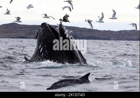 Megattere che si nutrono al largo della costa delle isole di Mull e Iona in Scozia con kittiwakes e delfini scavenging sui ricchi di sinistra Foto Stock