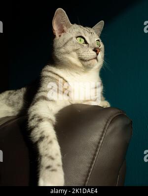 Un colpo verticale di un gatto bengala d'argento che poggia sul retro di una sedia in pelle marrone contro una parete blu Foto Stock