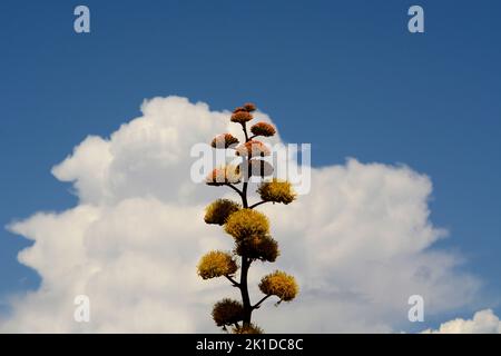 Una pianta di agave del New Mexico (Agave americana), conosciuta anche come pianta del secolo, fiorisce nel deserto americano nel New Mexico. Foto Stock