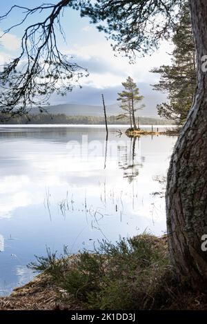 Loch Garten nel Parco Nazionale di Cairngorms Foto Stock