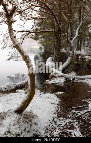 Loch Garten in inverno al Boat of Garten, Scozia. Foto Stock