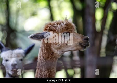 Un carino giovane alpaca profilo laterale ritratto. Un'alpaca vecchia, bianca con il volto comico e gli alberi verdi sono sfocati sullo sfondo Foto Stock