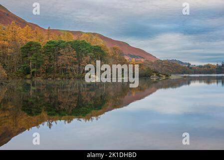 Splendido paesaggio autunnale immagine dell'alba guardando verso le Catbells da Manesty Park nel Lake District con nebbia che rotola attraverso il paesaggio Foto Stock