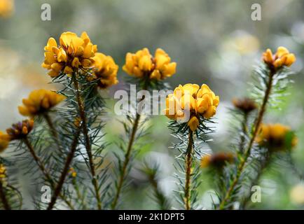 Fiori gialli del bel Bush Pea nativo australiano, Pultenaea stipularis, famiglia Fabaceae. Cresce in foresta secca di sclerofilla, boschi e brughiera Foto Stock