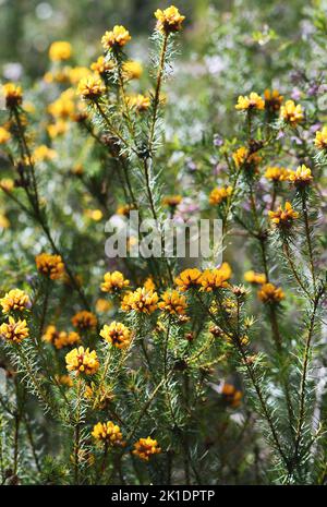 Fiori gialli del bel Bush Pea nativo australiano, Pultenaea stipularis, famiglia Fabaceae. Cresce in foresta secca di sclerofilla, boschi e brughiera Foto Stock