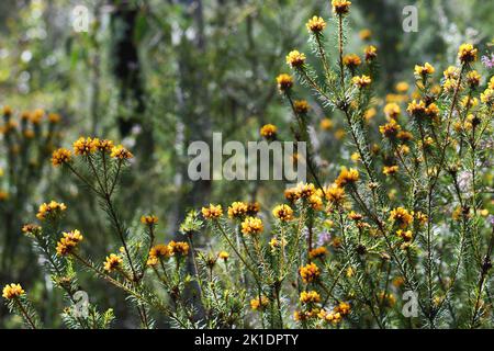 Fiori gialli del bel Bush Pea nativo australiano, Pultenaea stipularis, famiglia Fabaceae. Cresce in foresta secca di sclerofilla, boschi e brughiera Foto Stock