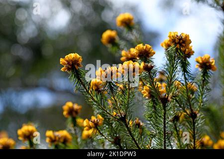 Fiori gialli del bel Bush Pea nativo australiano, Pultenaea stipularis, famiglia Fabaceae. Cresce in foresta secca di sclerofilla, boschi e brughiera Foto Stock