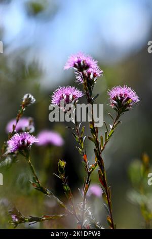 Fiori porpora rosa del mirto nativo australiano Kunzea capitata, famiglia Myrtaceae, che cresce nel bosco di Sydney, NSW, Australia. Fioritura primaverile Foto Stock