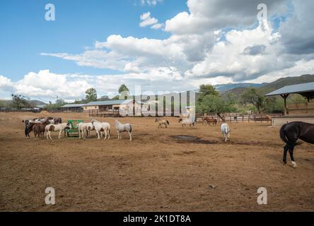 Cavalli su Arizona ranch in un Corral Foto Stock
