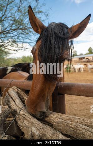 Primo piano di testa di cavallo in un Corral Foto Stock
