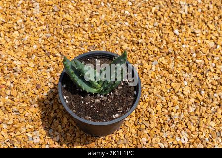 Aloe aculeata o ngopanie succulents in una vista ad angolo alto vaso Foto Stock