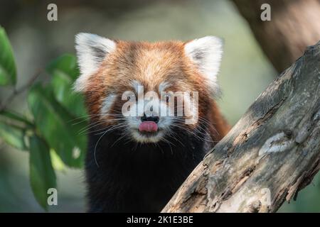 Un panda rosso in uno zoo seduto in un albero e leccando il naso. Foto Stock