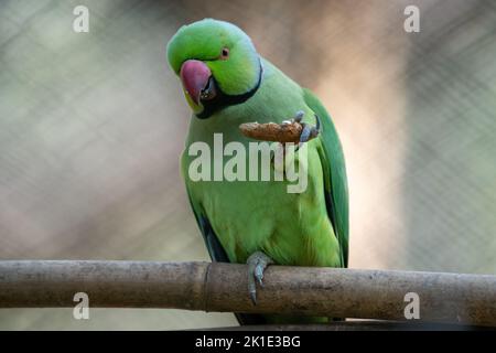 Una rosa ringed Parakeet seduta su un ramo mangiare una arachidi in uno zoo. Foto Stock