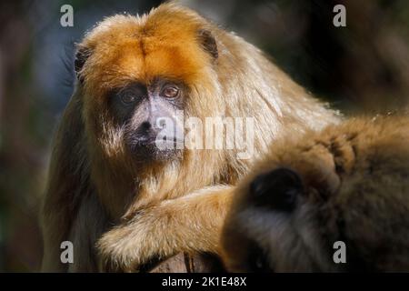 Scimmia sedersi a guardare con occhi tristi, Pantanal, Brasile Foto Stock