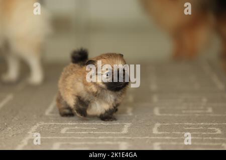 Ritratto di grave e carino cucciolo pomerano rosso di due settimane Foto Stock
