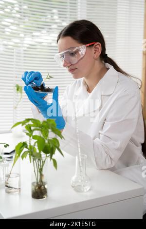 Donna che esamina la pianta verde in laboratorio. Lo scienziato sta conducendo esperimenti, test con piante in piatto di Petri in laboratorio. Concetto di OGM. Foto Stock