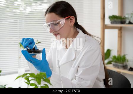 Donna scienziata sta conducendo esperimenti, test con piante in piatto Petri in laboratorio. Biotecnologist sta ricercando le foglie con le pinzette. OGM con Foto Stock