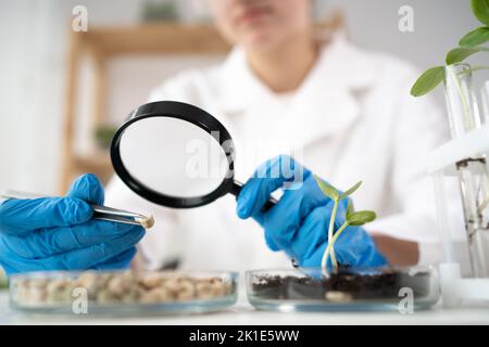 Laboratorio chimico del rifornimento dell'alimento un assistente di laboratorio con una lente d'ingrandimento esamina in un esperimento della piastra di Petri. Alimenti in laboratorio, dna modificare. Foto Stock