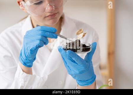 La donna scienziata sta conducendo esperimenti con piante in piatto di Petri in laboratorio. Biotechnologist sta studiando le foglie morte asciutte con le pinzette. Biolo Foto Stock