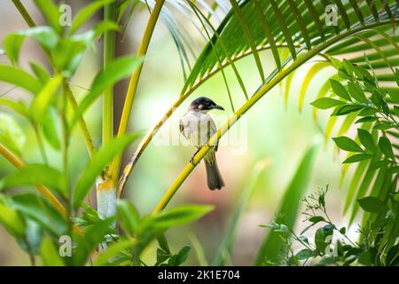 Primo piano di un bulbo (cinese) con luce ventilata (Pycnonotus sinensis) seduto in un albero durante la primavera del giorno di sole Foto Stock