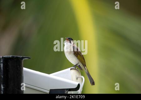 Primo piano di un bulbo (cinese) con luce ventilata (Pycnonotus sinensis) seduto in un albero durante la primavera del giorno di sole Foto Stock