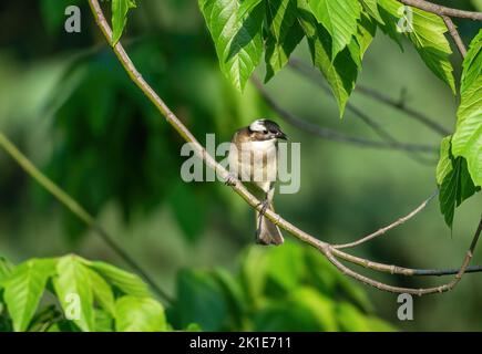 Primo piano di un bulbo (cinese) con luce ventilata (Pycnonotus sinensis) seduto in un albero durante la primavera del giorno di sole Foto Stock