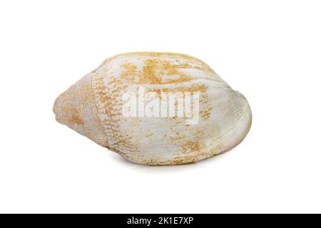 Immagine di un'antica conchiglia di mare di phalium granulatum bianco isolata su sfondo bianco. Animali sottomarini. Conchiglie di mare. Foto Stock