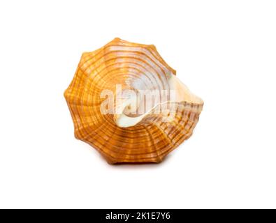 Immagine di trapezio Cavallo Conch / Striped Fox Conch Seashell (Pleuroploca trapezio) isolato su sfondo bianco. Animali sottomarini. Conchiglie di mare. Foto Stock