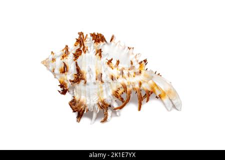 Immagine del cicoreus ramosus seashell nome comune il ramose curex o ramificato curex su sfondo bianco. Conchiglie marine. Animali sottomarini. Foto Stock