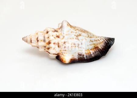 Il canarium urceus è una specie di lumaca di mare, un molluschi gasteropodi della famiglia Strombidae, la vera conchiglia isolata su sfondo bianco. Foto Stock