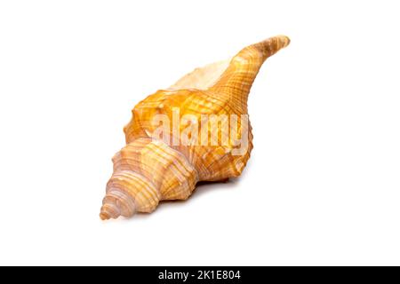 Immagine di trapezio Cavallo Conch / Striped Fox Conch Seashell (Pleuroploca trapezio) isolato su sfondo bianco. Animali sottomarini. Conchiglie di mare. Foto Stock