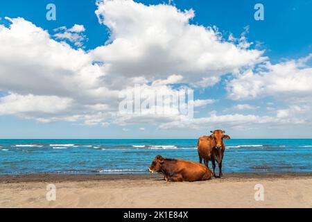 Le mucche riposano sulla riva del mare Foto Stock