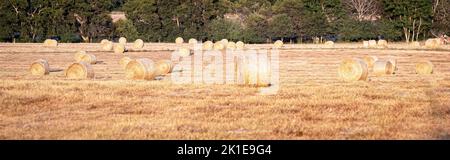 Campo di balle di fieno rotonde appena raccolte in un campo prima di trasportarle per l'immagazzinamento. Foto Stock